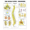 Disorders of the Human Spine