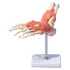 Deluxe Ligamented Foot Model