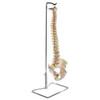 Flexible Vertebral Column With Pelvis On Stand