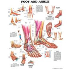 Anatomical Chart, Dangers of Smoking