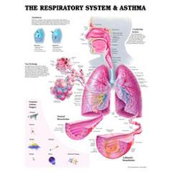 The Respiratory System and Asthma