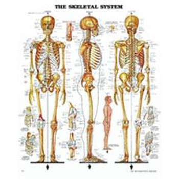 The Skeletal System