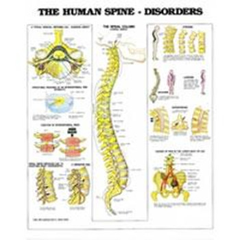 Disorders of the Human Spine