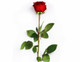 Long Stem Rose