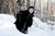 Blackbird Long Wool Cloak