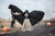 Halloween Cloak