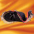 Lady Buccaneer Hat