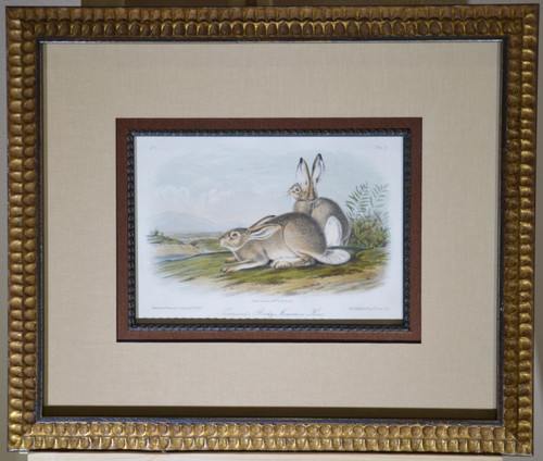 Framed.  John James Audubon. Townsend’s Rocky Mountain Hare. No 1. Plate 3. Quadrupeds of North America, from the First Octavo Edition.