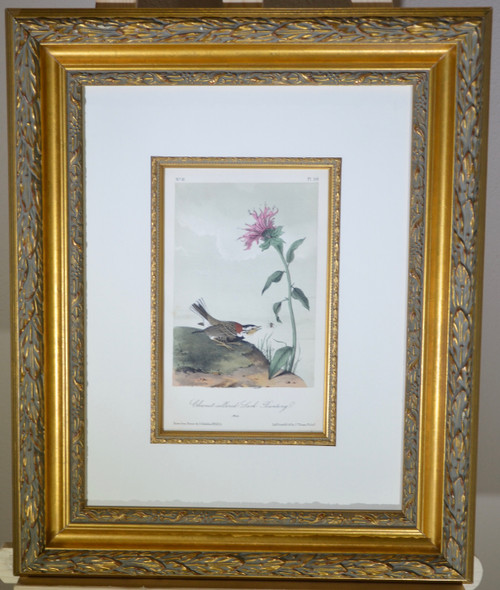 Framed.  John James Audubon. Chestnut – collared Lark Bunting, Male.  No 31. Plate 154.  Octavo Edition, c. 1856.
