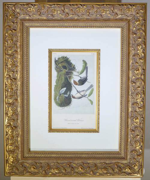 Framed.  John James Audubon. Chestnut – crowned Titmouse, Male and Female with Nest.  No 26. Plate 130.  Octavo Edition, c. 1856.