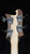Preowned Rickenbacker 4003W Walnut Bass w/ Hipshot Bridge Upgrade Headstock Back