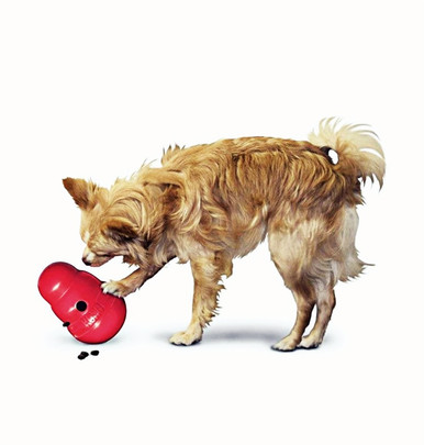 Kong Wobbler Small - Dog-Toys-Chew : Pet Shop Auckland –  - Kong