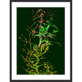 Framed Art Print - Nature Study - Green Orchids 