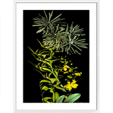 Framed Art Print - Nature Study - Yellow Orchids 