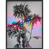 Framed Art Print - Nature Study - Chrysanthemum in Neon