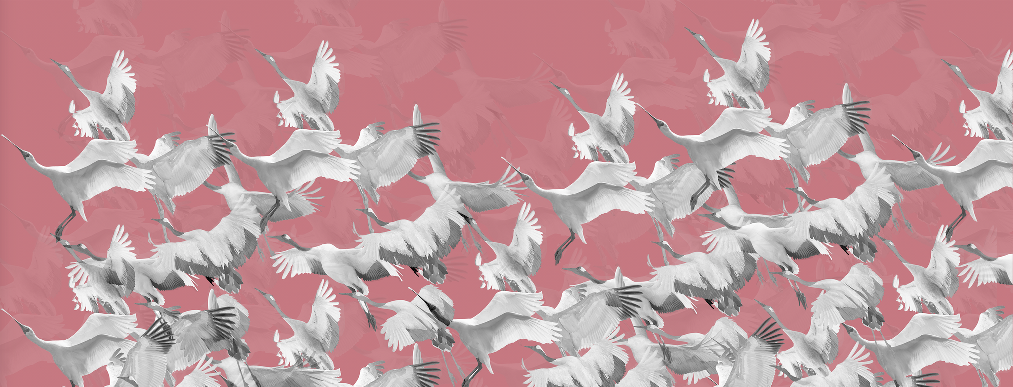 Wallpaper - Ryokan Dreaming - Cranes in Flight Pink