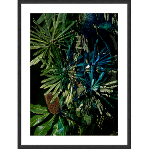 Framed Art Print - Nature Study - Banksia