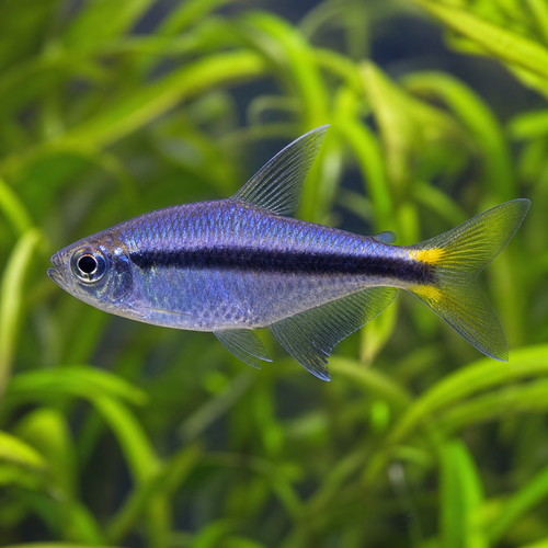 BLUE EMPEROR TETRA - AI-generated catalogue illustration, not actual stock. Source: Shop-CC TT-015; asset 8c368eef-fec4-453c-a707-5012e371507d