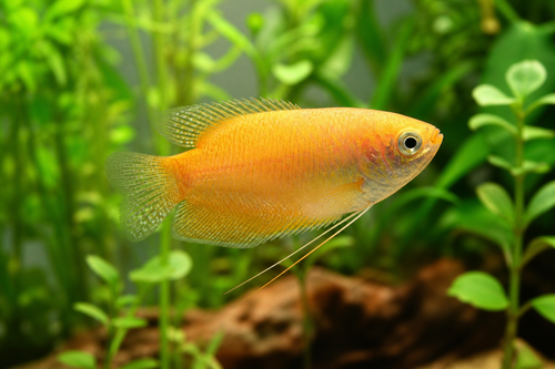 Colour Honey Gourami - M() — Generated representative illustration. Not actual stock or measured-size evidence. LOP asset e0a9bda5-b556-4930-a7ca-0dacd2ec2b0f