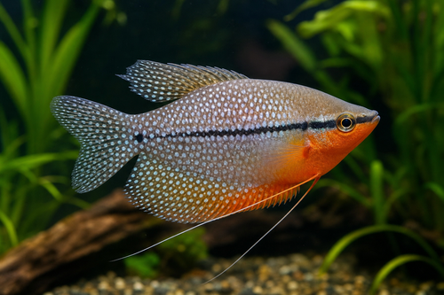 PEARL GOURAMI — Generated representative illustration. Not actual stock or measured-size evidence. LOP asset 2c7e0bac-e364-4e0b-b01e-8370b3b7f885