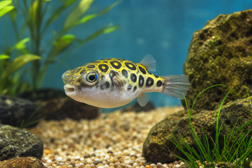 Figure 8 Puffer - Ml — Generated representative illustration. Not actual stock or measured-size evidence. LOP asset f9de71f0-0335-4168-8ae0-d391fd95768d