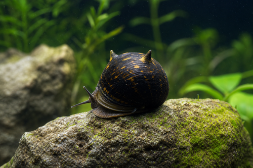 HORN SNAIL — Generated representative illustration. Not actual stock or measured-size evidence. LOP asset d73d0d5a-85a4-44cb-b212-48ceeb17f0e0