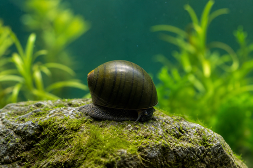 Militaly Helmet Snail — Generated representative illustration. Not actual stock or measured-size evidence. LOP asset e0c7bab5-4bf2-4ead-9733-fdc57c65a716