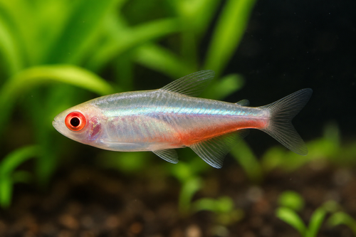NEON TETRA ALBINO - AI-generated catalogue illustration, not actual stock. Source: Shop-CC TT-007; asset 6ac55a82-97a8-43dd-94c2-fc4aa6ad4059