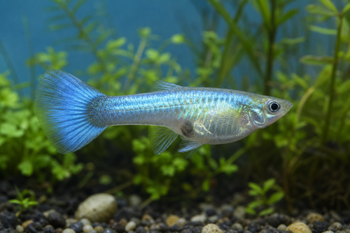 Blue Neon Female Guppy L — Generated representative illustration. Not actual stock or measured-size evidence. LOP asset aaad0b16-c403-4d5d-94ee-bd9058099031