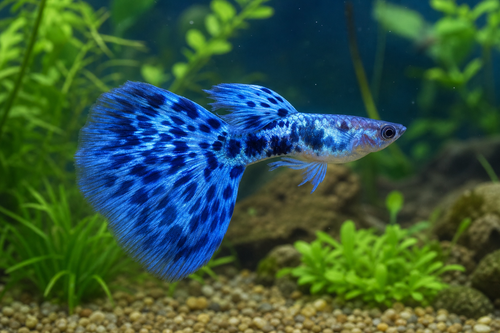 Blue Variegated Guppy (Male) L — Generated representative illustration. Not actual stock or measured-size evidence. LOP asset 92cf2ab8-01f8-40bc-a917-d3b87893d9de