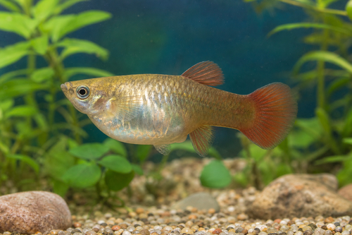 Red Bronze Female Guppy L — Generated representative illustration. Not actual stock or measured-size evidence. LOP asset f7a3956f-81cc-4e18-9667-328cfdfd928d