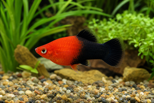 Red Tuxedo Platy — Generated representative illustration. Not actual stock or measured-size evidence. LOP asset 9edfa5d7-8e6f-4827-92e5-27ada9befaf5