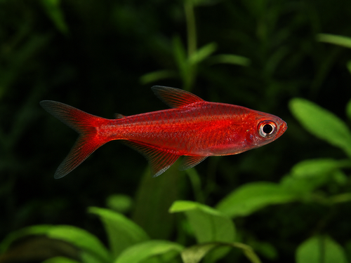 Rubi Tetra -M - AI-generated catalogue illustration, not actual stock. Source: Shop-CC TT-084; asset 1160a324-1d0a-4a3d-8f68-38b6b5399695
