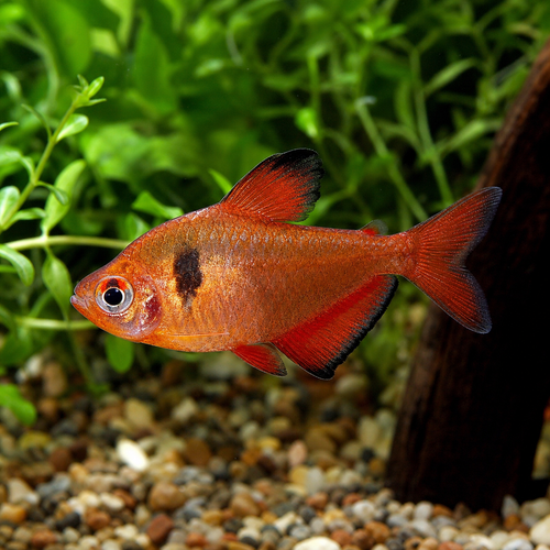 SERPAE TETRA - AI-generated catalogue illustration, not actual stock. Source: Shop-CC TT-056; asset 1f7311bc-b84a-464b-bd5c-c6eb2c01ff1d