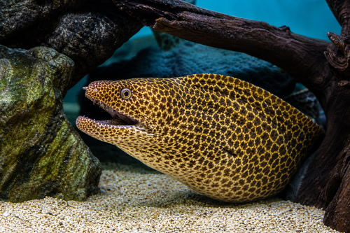 Tiger Moray Eel — Generated representative illustration. Not actual stock or measured-size evidence. LOP asset ade00354-c7b3-40f9-aede-8892e0ada8d8