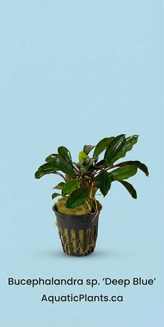 Bucephalandra deep blue - Potted plant reference. Supplied via Aquatic Plants workbook; actual stock and selected packing may vary.