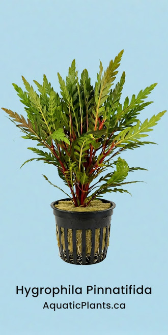 Hygrophila pinnatifida - Potted plant reference. Supplied via Aquatic Plants workbook; actual stock and selected packing may vary.