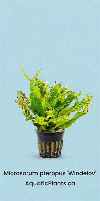 Microsorium pteropus windelov - Potted plant reference. Supplied via Aquatic Plants workbook; actual stock and selected packing may vary.