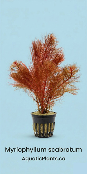 Myriophyllum scabratum - Submerged - Plant appearance reference. Supplied via Aquatic Plants workbook; actual stock and selected packing may vary.