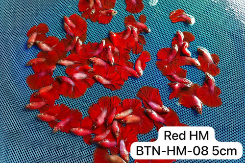 Supplier catalogue variety reference for HM Full Red. Photo labels may differ from catalogue offer; not exact stock, sex or measured-size evidence.