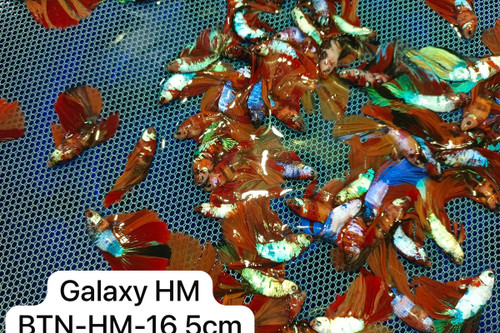 Supplier catalogue variety reference for Galaxy HM. Photo labels may differ from catalogue offer; not exact stock, sex or measured-size evidence.