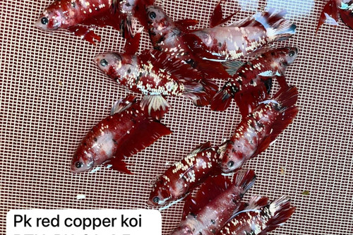 Supplier catalogue variety reference for PK Red Copper Koi. Photo labels may differ from catalogue offer; not exact stock, sex or measured-size evidence.