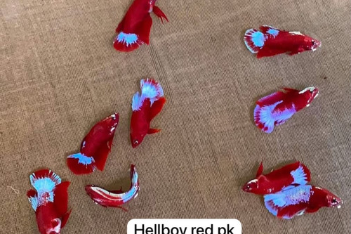 Supplier catalogue variety reference for PK Hellboy Red. Photo labels may differ from catalogue offer; not exact stock, sex or measured-size evidence.