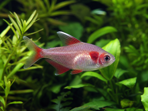 Bleeding Heart Tetra - M - AI-generated catalogue illustration, not actual stock. Source: Shop-CC TT-077; asset fb121ece-9eb0-4fff-a1e3-3341464fa4a9