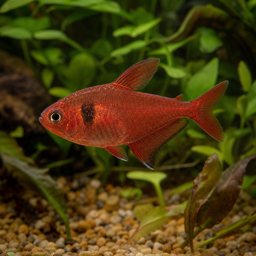 ROSY TETRA - AI-generated catalogue illustration, not actual stock. Source: Shop-CC TT-052; asset 867bd2b5-3b93-4b0a-a65d-cfc48c7a95d6