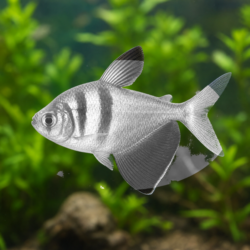 WHITE TETRA - AI-generated catalogue illustration, not actual stock. Source: Shop-CC TT-066; asset b0851b33-4025-4207-96e8-d1ff4eb9e56f