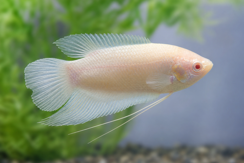 ALBINO PARADISE FISH — Generated representative illustration. Not actual stock or measured-size evidence. LOP asset 901a8095-1478-40b5-8d94-45b536ac47a5