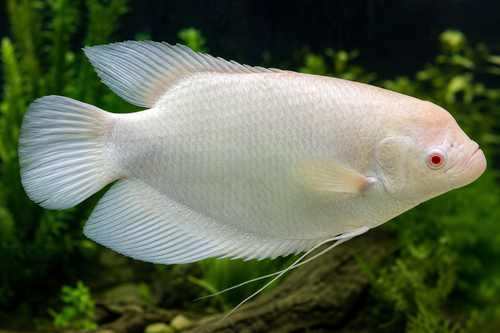 Albino Red Eye Giant Gourami — Generated representative illustration. Not actual stock or measured-size evidence. LOP asset abcfbee7-61fb-4184-8e20-13a57ebc7d8b