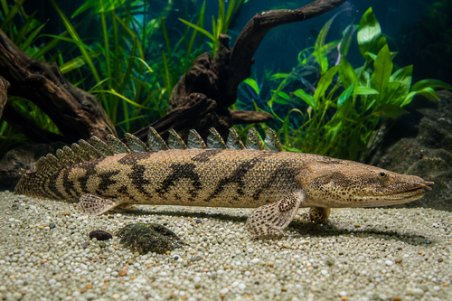 ENDLICHERI BICHIR — Generated representative illustration. Not actual stock or measured-size evidence. LOP asset 4a304fc2-1183-492f-8186-62f8058a62ef