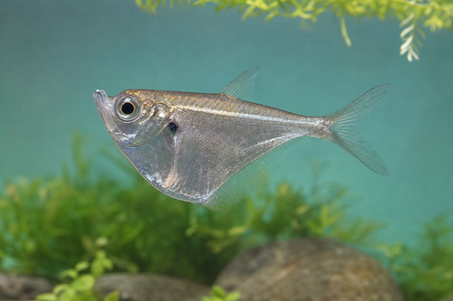 HATCHET FISH — Generated representative illustration. Not actual stock or measured-size evidence. LOP asset 212a4263-b054-4db4-985c-2f38e6e412c6